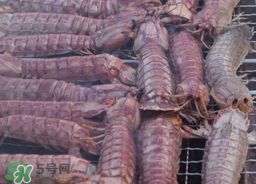 皮皮蝦能冷凍保存嗎？皮皮蝦冷凍還是冷藏？