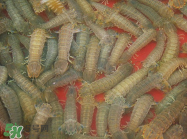 活的皮皮蝦怎么保存？活的皮皮蝦怎么保鮮？