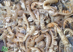 活的皮皮蝦怎么保存？活的皮皮蝦怎么保鮮？