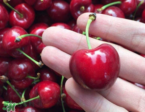 車厘子有點爛能吃嗎？有點爛的車厘子能吃嗎？