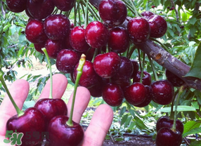 車厘子有點爛能吃嗎？有點爛的車厘子能吃嗎？