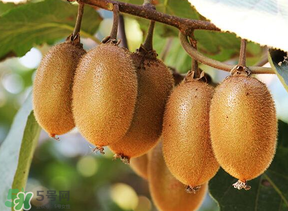 獼猴桃中間白色的能吃嗎？獼猴桃中間的白心可以吃嗎？