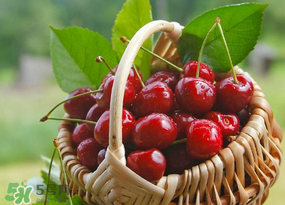 櫻桃發(fā)霉還能吃嗎？櫻桃長霉還能吃嗎？