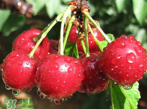 櫻桃發(fā)霉還能吃嗎？櫻桃長霉還能吃嗎？