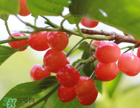 櫻桃發(fā)霉還能吃嗎？櫻桃長霉還能吃嗎？