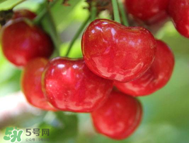 櫻桃為什么這樣紅？櫻桃為什么是紅色？