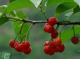 櫻桃為什么這樣紅？櫻桃為什么是紅色？