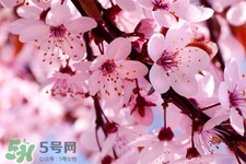 櫻花茶可以減肥嗎？櫻花泡茶能減肥嗎？