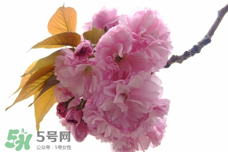 櫻花的花語是什么？櫻花代表什么意思？