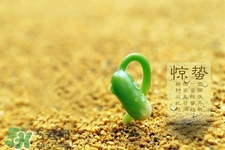 驚蟄喝什么茶好？驚蟄養(yǎng)生喝什么茶？