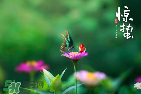 驚蟄喝什么茶好？驚蟄養(yǎng)生喝什么茶？