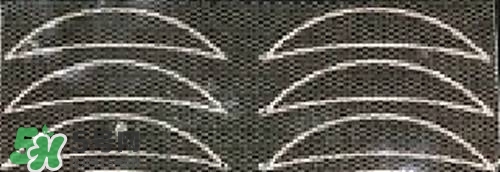 雙眼皮貼的正確貼法 雙眼皮貼怎么貼 雙眼皮貼的正確貼法 雙眼皮貼怎么貼