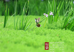 驚蟄出生的孩子好嗎？2017驚蟄出生的人運(yùn)勢(shì)好嗎？