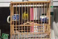 禽流感期間能接觸鳥糞嗎？碰到鳥糞會(huì)得禽流感嗎？