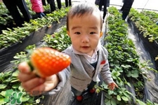 三月份可以種草莓嗎？三月份種草莓能結(jié)果嗎？