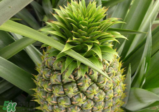 綠菠蘿可以吃嗎？菠蘿是綠的能吃嗎？