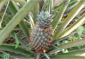 綠菠蘿可以吃嗎？菠蘿是綠的能吃嗎？