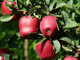 蛇果是脆的還是面的？蛇果是粉的還是脆的？