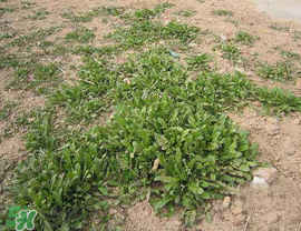 薺菜上有白點(diǎn)能吃嗎？薺菜背面有白點(diǎn)是什么？