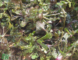 薺菜上有白點(diǎn)能吃嗎？薺菜背面有白點(diǎn)是什么？