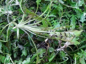 薺菜上有黑點(diǎn)能吃嗎？薺菜葉子上的黑點(diǎn)怎么回事？