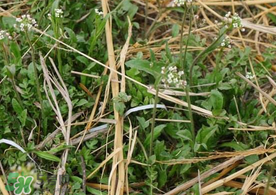 薺菜上有黑點(diǎn)能吃嗎？薺菜葉子上的黑點(diǎn)怎么回事？