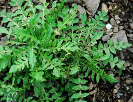 薺菜上有黑點(diǎn)能吃嗎？薺菜葉子上的黑點(diǎn)怎么回事？