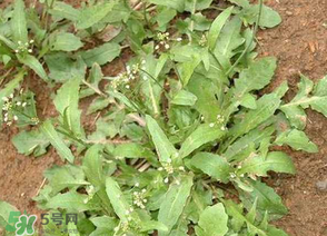 薺菜上的蟲(chóng)子可以吃嗎？薺菜有蟲(chóng)能吃嗎？