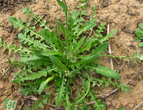 薺菜上的蟲(chóng)子可以吃嗎？薺菜有蟲(chóng)能吃嗎？