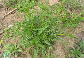 薺菜需要焯水嗎？薺菜焯水的好處