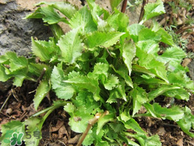 蒲公英和薺菜的能同食嗎？薺菜和蒲公英的區(qū)別