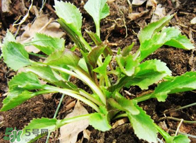蒲公英和薺菜的能同食嗎？薺菜和蒲公英的區(qū)別
