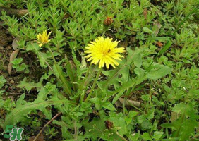 蒲公英和薺菜的能同食嗎？薺菜和蒲公英的區(qū)別