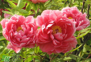 春天牡丹怎么養(yǎng)？春天牡丹怎么種植？