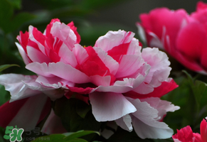 春天牡丹怎么養(yǎng)？春天牡丹怎么種植？