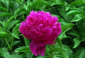 春天牡丹怎么養(yǎng)？春天牡丹怎么種植？