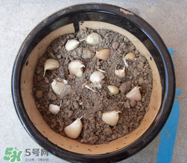 春天可以種大蒜嗎？春天什么時(shí)候種大蒜？