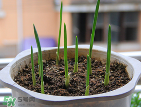 春天可以種大蒜嗎？春天什么時(shí)候種大蒜？