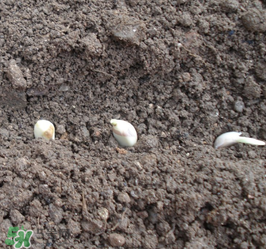 春天可以種大蒜嗎？春天什么時(shí)候種大蒜？