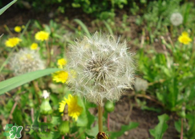 蒲公英多少錢一斤？蒲公英多少錢一克？