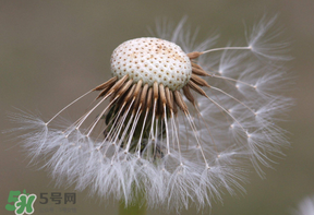 蒲公英多少錢一斤？蒲公英多少錢一克？