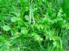 薺菜有幾種？薺菜有幾種顏色？