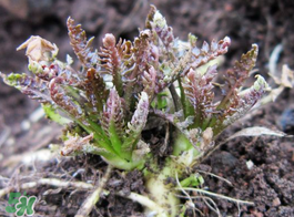 薺菜有幾種？薺菜有幾種顏色？