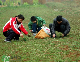 薺菜有幾種？薺菜有幾種顏色？