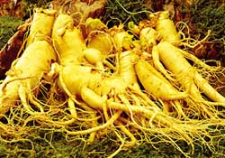 春天可以吃人參嗎？春季能進(jìn)補(bǔ)人參嗎？