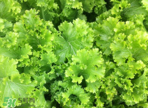 春天能種生菜嗎？生菜春天可以種嗎？