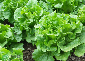 春天能種生菜嗎？生菜春天可以種嗎？