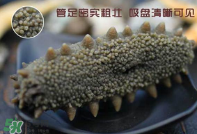 春天能吃海參嗎？春天吃海參效果好嗎？