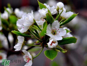 四月份開什么花？四月份什么花開？