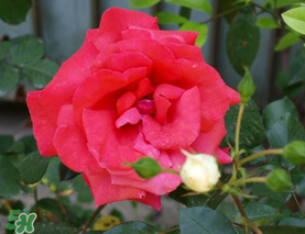 四月份開什么花？四月份什么花開？